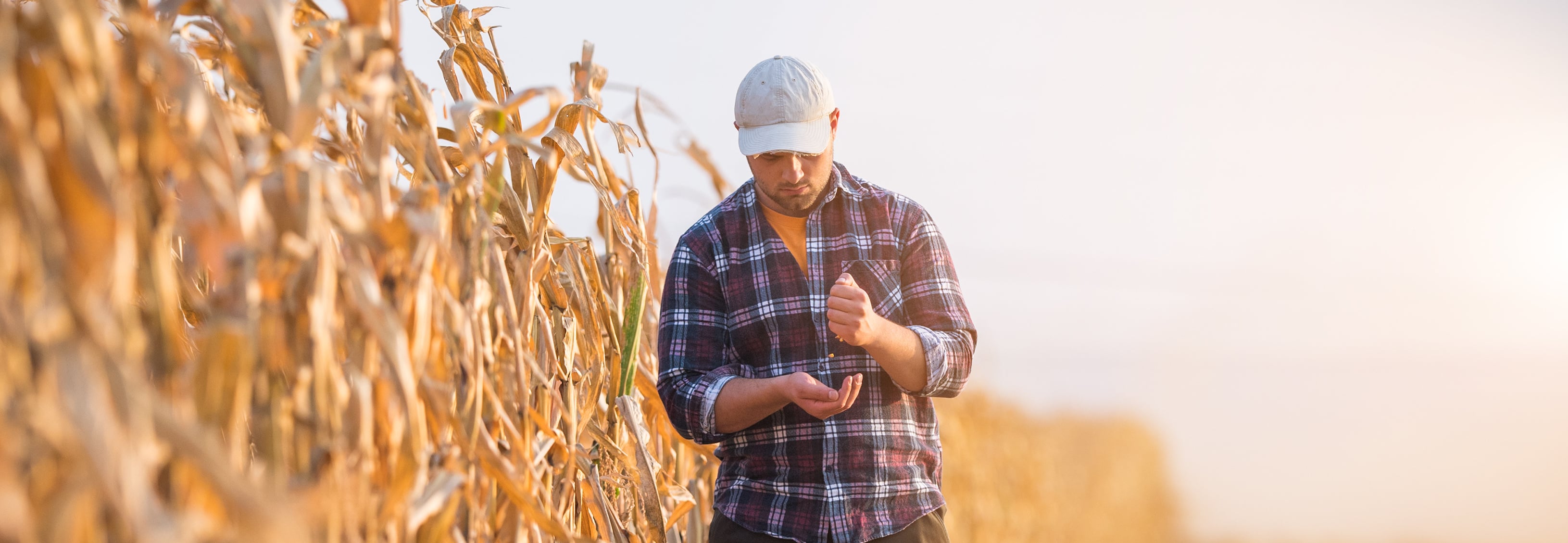 Examining corn-1